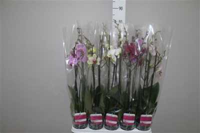 Phal Mix 3 Tak