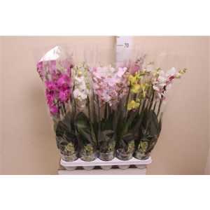 Phal Mix 4 Tak