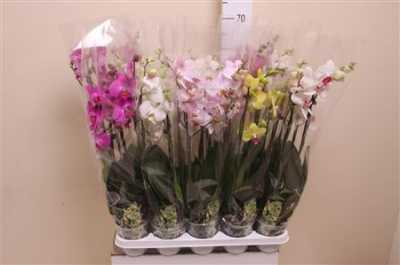 Phal Mix 4 Tak
