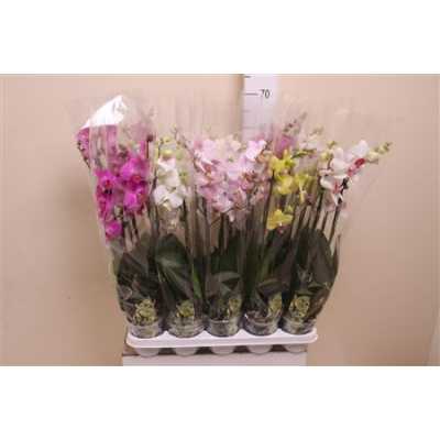 Phal Mix 4 Tak