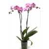 Phal Pink 2 Tak