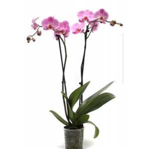 Phal Pink 2 Tak