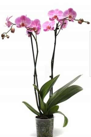 Phal Pink 2 Tak