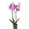 Phal Purple 2 Tak