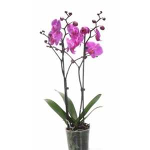 Phal Purple 2 Tak