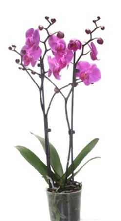 Phal Purple 2 Tak