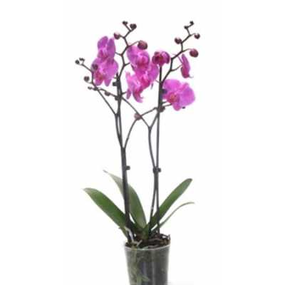 Phal Purple 2 Tak