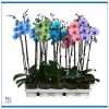 Phal Royal Art Mix 2 Tak