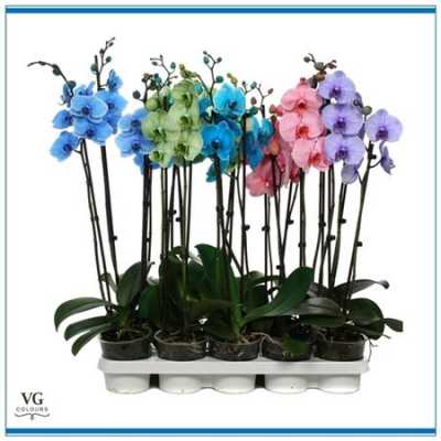 Phal Royal Art Mix 2 Tak