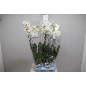 Phal White 1 Tak