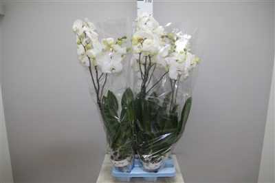 Phal White 1 Tak