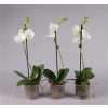Phal White 1 Tak