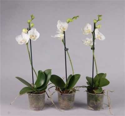 Phal White 1 Tak