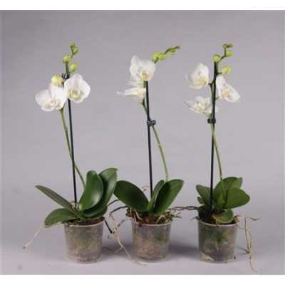 Phal White 1 Tak