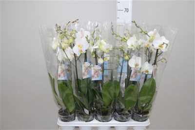 Phal White 2 Tak