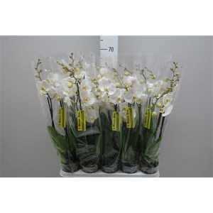 Phal White 3 Tak