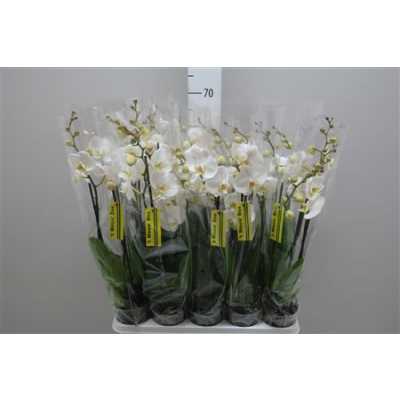Phal White 3 Tak