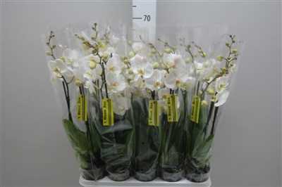 Phal White 4 Tak