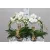 Phal White Mirror