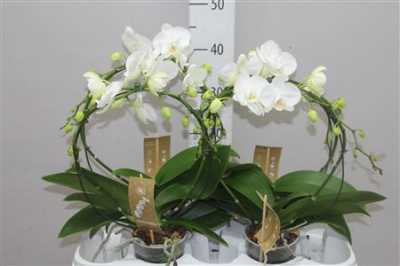 Phal White Mirror