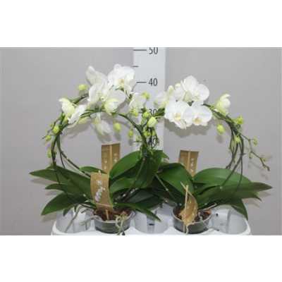 Phal White Mirror