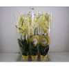 Phal Yellow 2 Tak