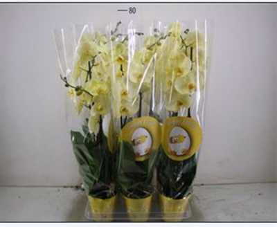 Phal Yellow 2 Tak