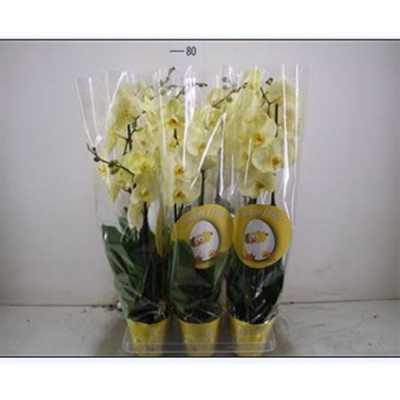 Phal Yellow 2 Tak