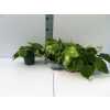 Philodendron Scandens