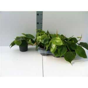 Philodendron Scandens