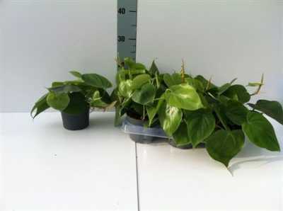 Philodendron Scandens
