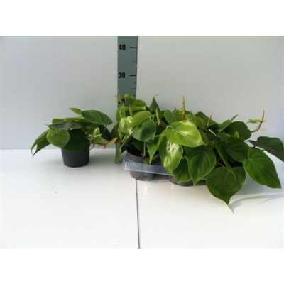 Philodendron Scandens