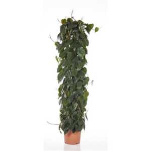 Philodendron Scandens Zuil P32