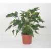 Philodendron Xanadu P21