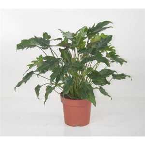 Philodendron Xanadu P21