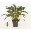 Philodendron Xanadu P24