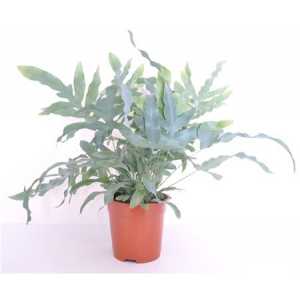 Phlebodium Aureum Blue Star