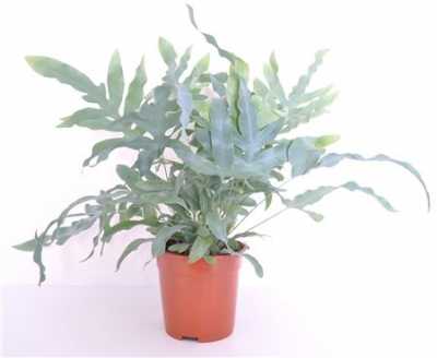 Phlebodium Aureum Blue Star