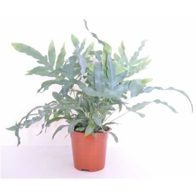 Phlebodium Aureum Blue Star