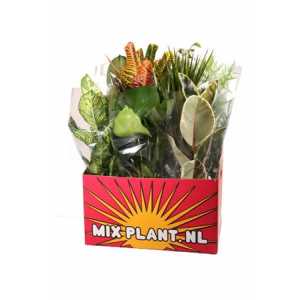 Plant Mix Groot