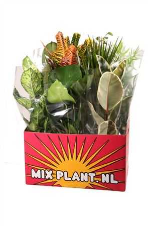 Plant Mix Groot