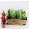 Plant Mix Middel
