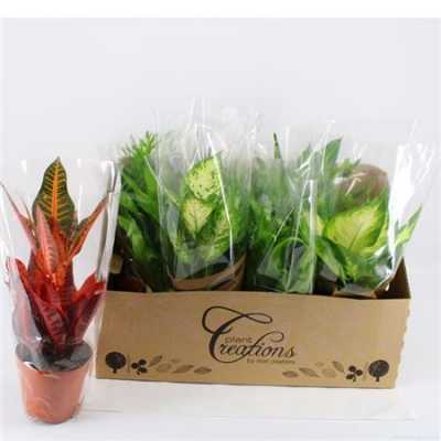 Plant Mix Middel