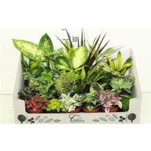 РАСТЕНИЯ Plant Mix Mini D9 H35 X24