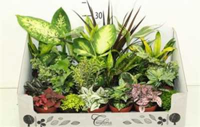 РАСТЕНИЯ Plant Mix Mini D9 H35 X24