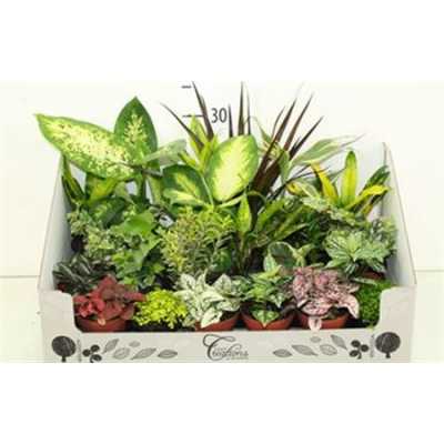 РАСТЕНИЯ Plant Mix Mini D9 H35 X24