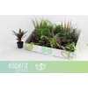 Plant Mix Mini Origin