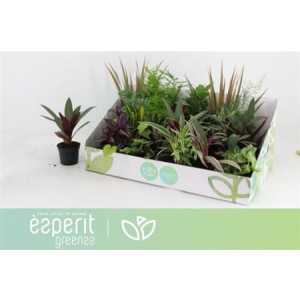 Plant Mix Mini Origin