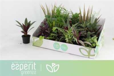 Plant Mix Mini Origin