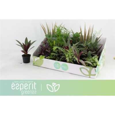 Plant Mix Mini Origin